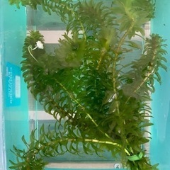 オオカナダモ(水草)🐠【ホテイアオイ1個サービス】の画像