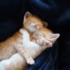 スクスク可愛い子猫の兄弟💕猫白血病が擬陽性です🐈‍⬛後日再検査します
