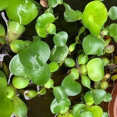 オオカナダモ(水草)🐠【ホテイアオイ1個サービス】の画像