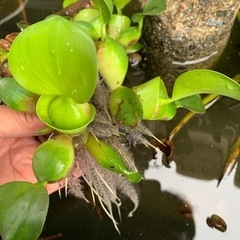 オオカナダモ(水草)🐠【ホテイアオイ1個サービス】の画像