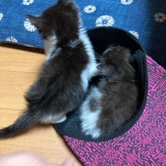生後１ヶ月位の子猫です！