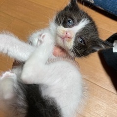 生後１ヶ月位の子猫