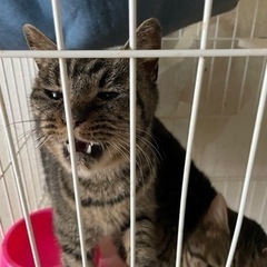 雑種猫 メス トライアル5/29~