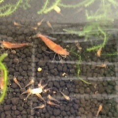 赤いミナミヌマエビ　14匹の画像