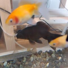 金魚7匹、フクドジョウ1匹