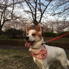 9歳 雑種 中型犬の女の子です。