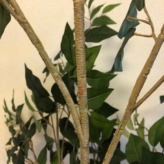 大型170cm 観葉植物の画像
