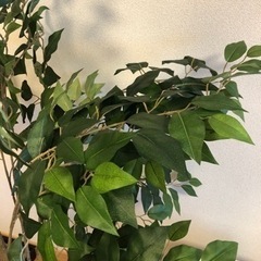 大型170cm 観葉植物の画像
