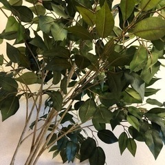 大型170cm 観葉植物の画像