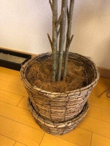 大型170cm 観葉植物