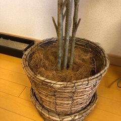 大型170cm 観葉植物の画像