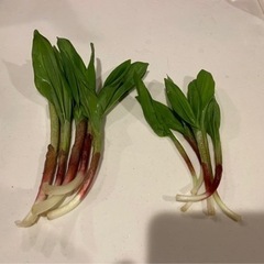 第５段　山菜　5/15収穫　3L 肉厚濃厚　行者にんにく　アイヌネギ　100g（おまけ有）の画像
