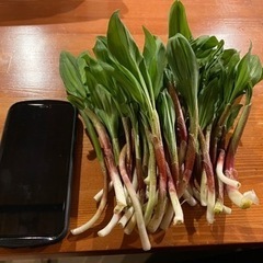 第５段　山菜　5/15収穫　3L 肉厚濃厚　行者にんにく　アイヌネギ　100g（おまけ有）の画像