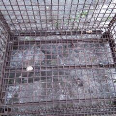 メッシュパレットパレティーナの画像