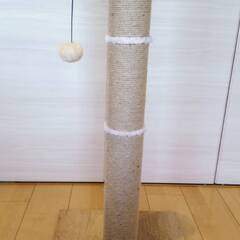 猫　爪研ぎの画像