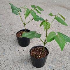 ムクナ豆の苗　新潟産　種　これから発芽時期　アルツハイマーのお薬の成分の画像