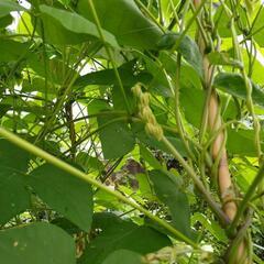 ジャックと豆の木　ムクナ豆の種12粒　新潟産　今が発芽時期　アルツハイマーのお薬の成分ですの画像