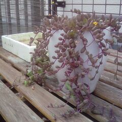 多肉植物 グリーンネックレス? 種類不明