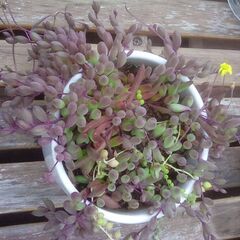 多肉植物 グリーンネックレス? 種類不明の画像