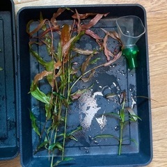【水草】水上葉の有茎草たちの画像