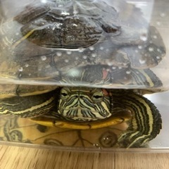 飼い主さん探してます！
