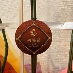 開店祝いでいただいた胡蝶蘭（大サイズ）嫁ぎ先を探してます。の画像