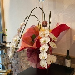 開店祝いでいただいた胡蝶蘭（大サイズ）嫁ぎ先を探してます。の画像