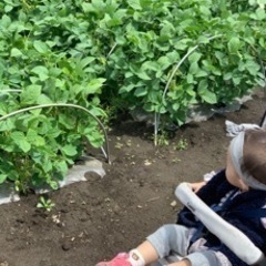 埼玉県川越市で農業のアルバイト募集❗️の画像