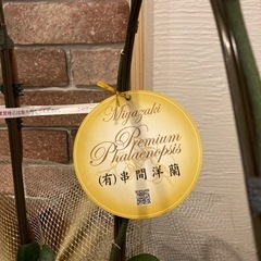 お祝いでいただいた胡蝶蘭（中サイズ）の画像