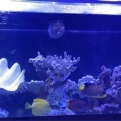 引取限定】オーバーフローアクリル水槽セット135x45x50 厚10ミリ 美品