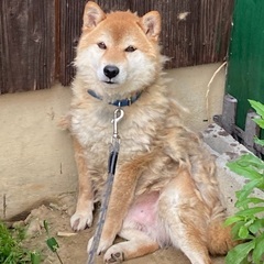 血統書付き柴犬 噛みグセあります
