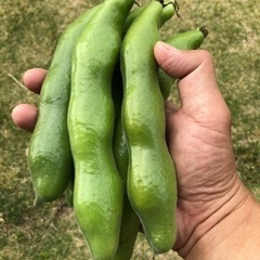 農家の直売　そら豆 1kg ソラマメ 空豆 蚕豆　②の画像