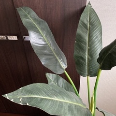 フェイクグリーン観葉植物差し上げますの画像