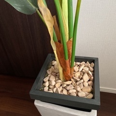フェイクグリーン観葉植物差し上げますの画像