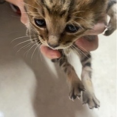 子猫4匹います。一旦中止
