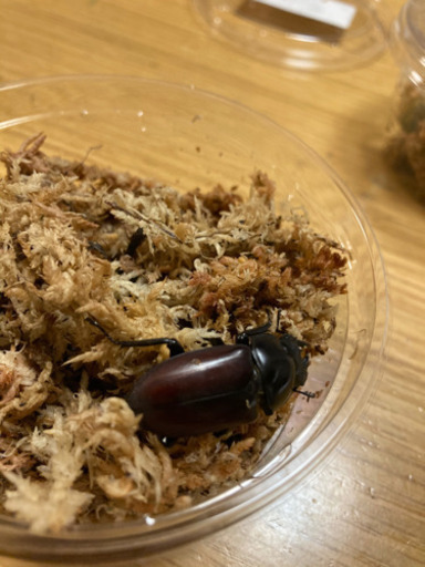 アローコクワガタ　♀単　新成虫