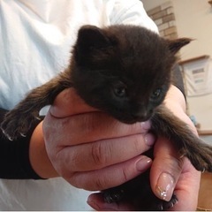 4月8日産まれ　メス黒猫ちゃん