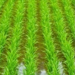 田植えのお手伝い