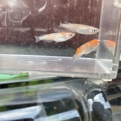 3色ラメ　若魚1ペア+1匹+ホテイソウ1株+アナカリス　2200円