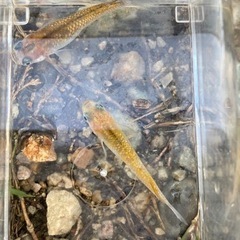 オーロラ黄ラメ　若魚1ペア+ホテイソウ1株+アナカリス　2300円
