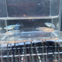 めだか　松井幹之ヒレ長　若魚1ペア+1匹　　2000円