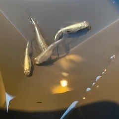 めだか　松井幹之ヒレ長　若魚1ペア+1匹　　2000円の画像