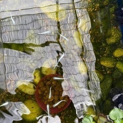 めだか　松井幹之ヒレ長　若魚1ペア+1匹　　2000円の画像