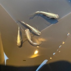 めだか　松井幹之ヒレ長　若魚1ペア+1匹　　2000円の画像