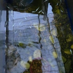 めだか　松井幹之ヒレ長　若魚1ペア+1匹　　2000円の画像