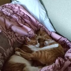  困ってます。 - 猫