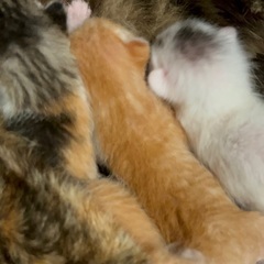 かわいい猫ファミリー