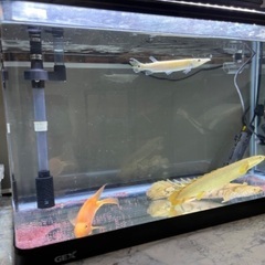 熱帯魚と水槽セットで★