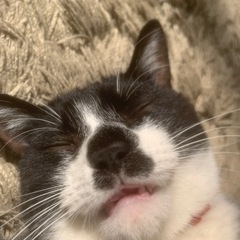 迷い猫を探しています