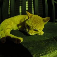 カメラ仲間を募集してます♪ - 坂東市